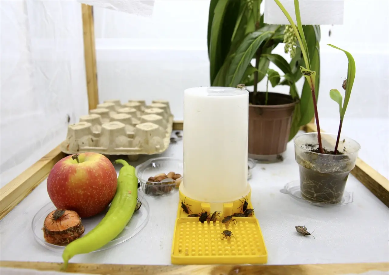 Fındık Üreticilerinin Kokarca Sorununa Çözüm Bulundu! Samuray Arısı Üretimi Hız Kazandı 5