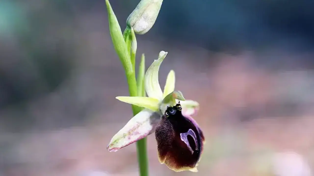 Bu çiçeği koparmayın! Cezası tam 557 bin TL 4