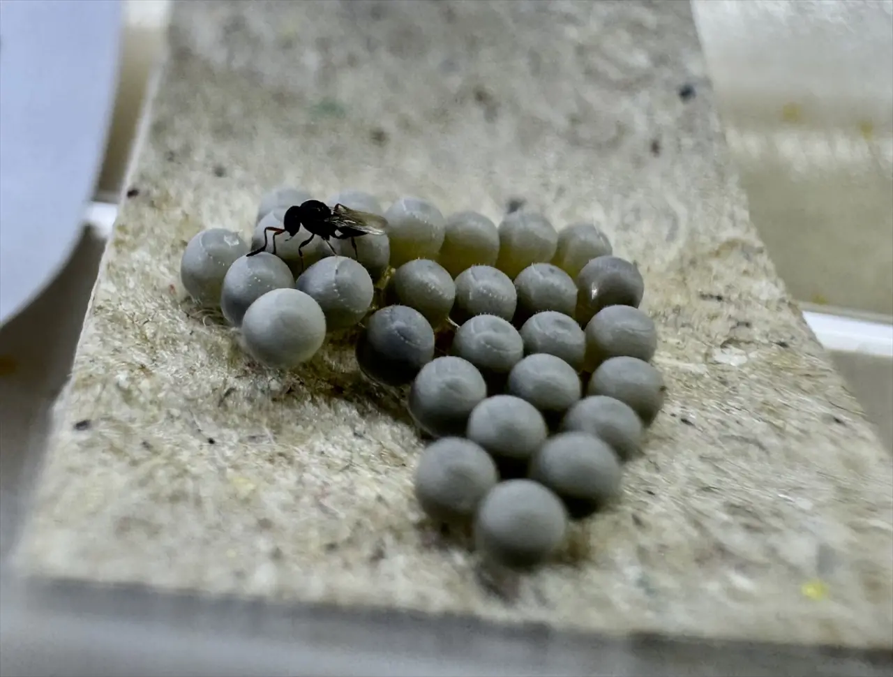 Fındık Üreticilerinin Kokarca Sorununa Çözüm Bulundu! Samuray Arısı Üretimi Hız Kazandı 3