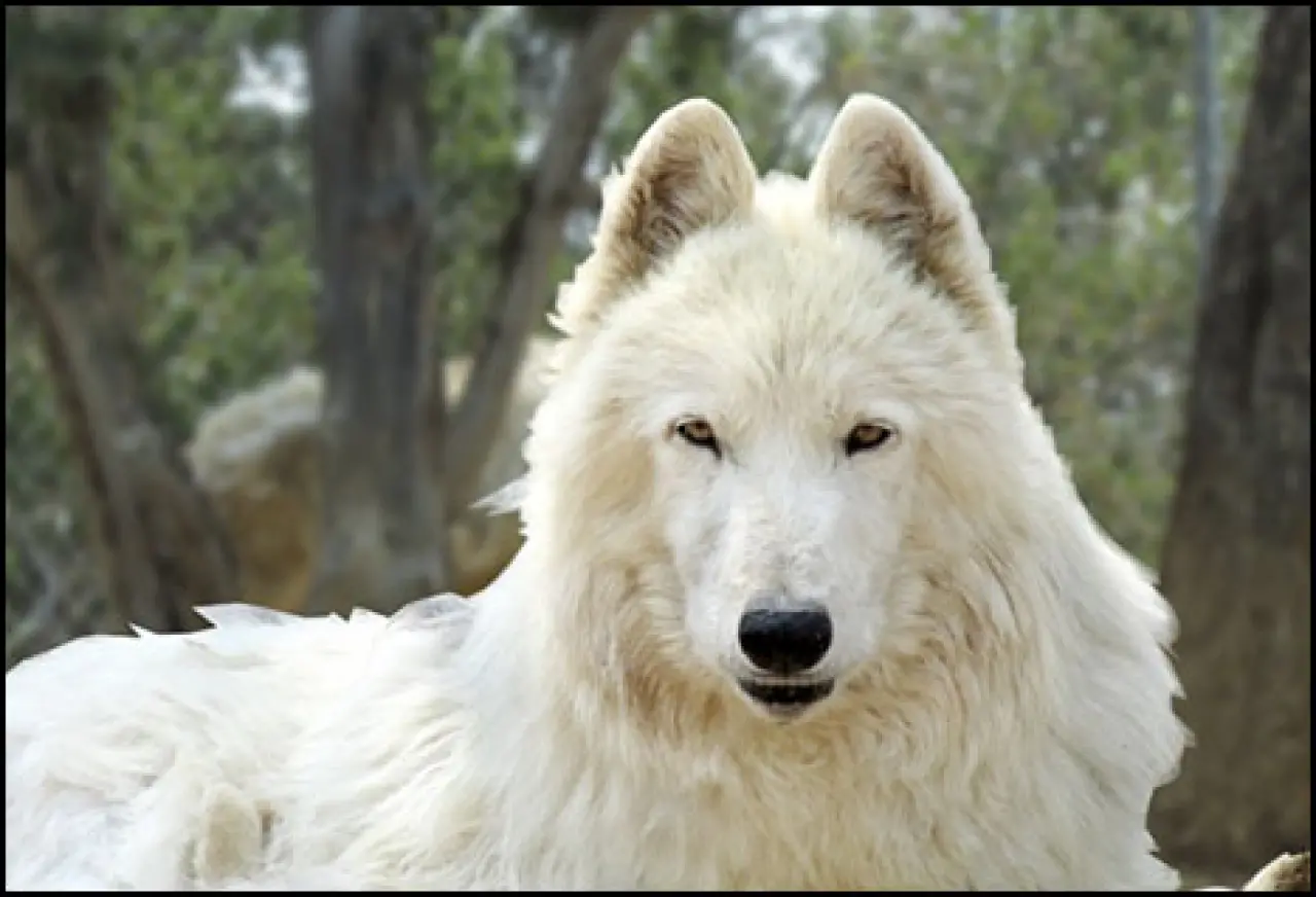 Game of Thrones Gerçek Oldu! Ulu Kurtlar 12.500 Yıl Sonra Yeniden Doğdu 1