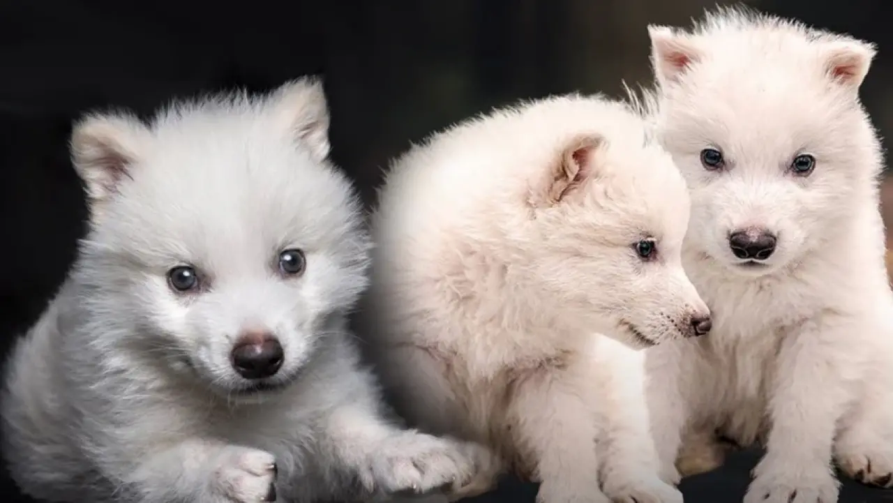 Game of Thrones Gerçek Oldu! Ulu Kurtlar 12.500 Yıl Sonra Yeniden Doğdu 3