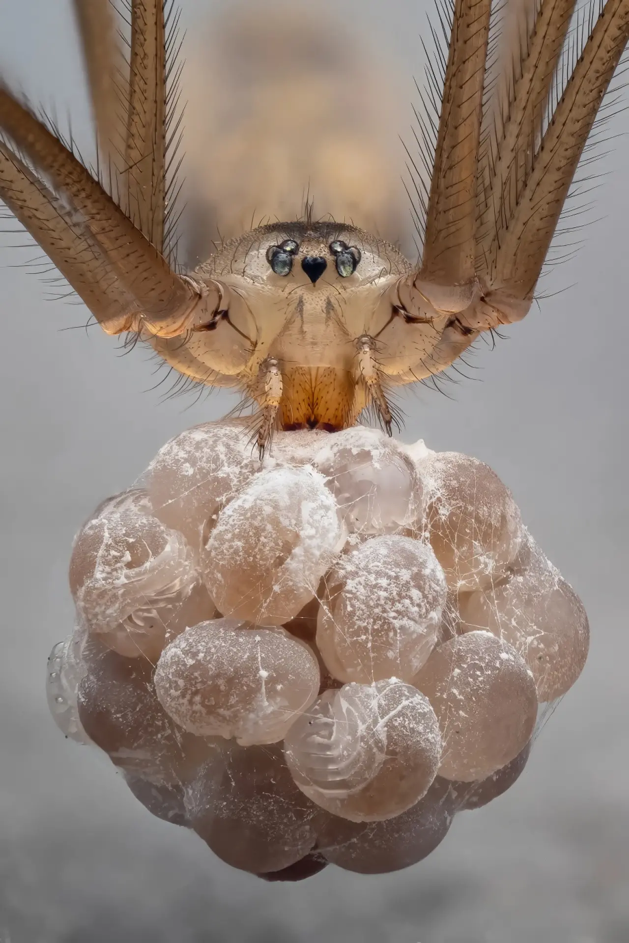 Ödüllü Makro Fotoğraflar: 2025 Britanya Vahşi Yaşam Fotoğrafçılığı 1