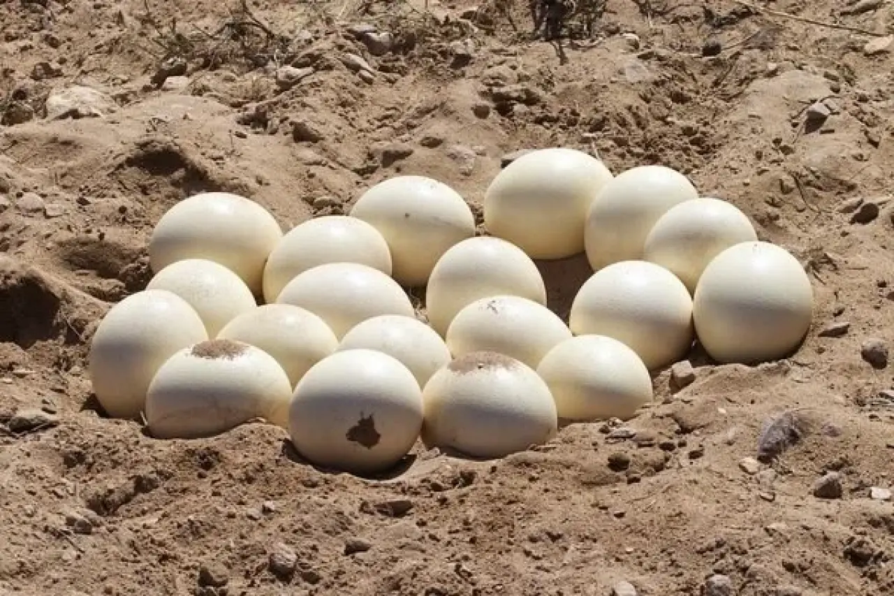 Osmanlı Yapılarında Neden Devekuşu Yumurtası Kullanılıyordu? 1