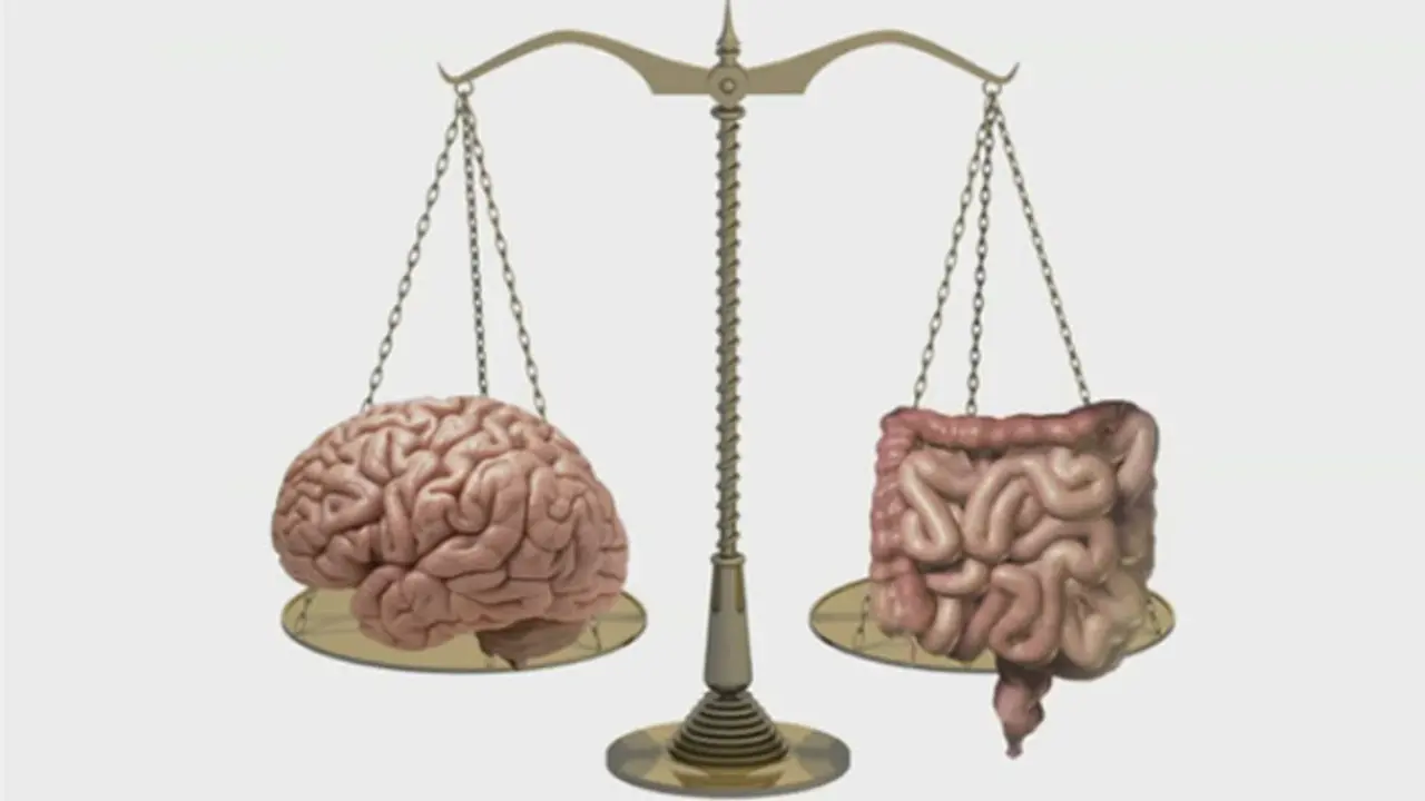 Mutluluğun Anahtarı Midenizde Olabilir: Bağırsak-Beyin Hattı Sağlığı Nasıl Etkiliyor? 1