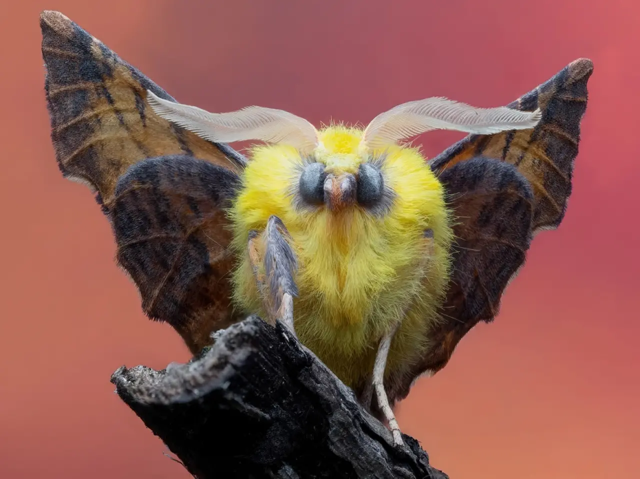 Ödüllü Makro Fotoğraflar: 2025 Britanya Vahşi Yaşam Fotoğrafçılığı 13