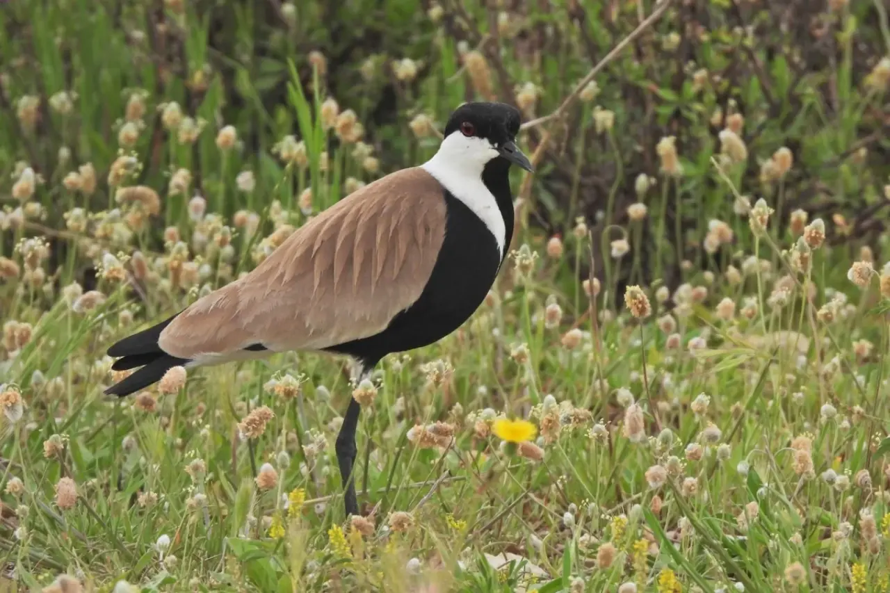 312 Kuş Türünün Cennet Yuvası :Milleyha 3