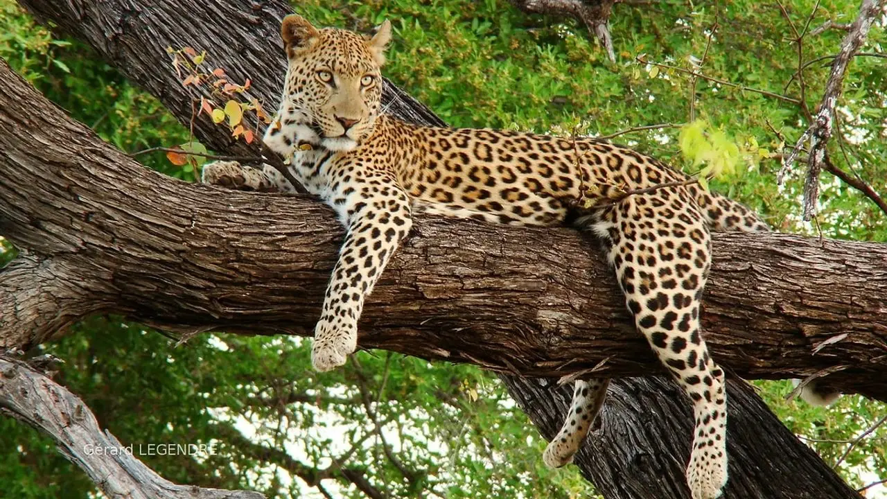 Anadolu Parsı Nedir: Nerelerde Görülür, Nesli Tükeniyor Mu? 3