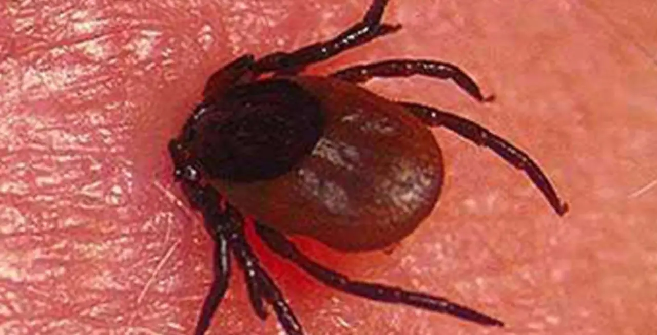 Kurban Bayramı öncesi uyarı: Karadeniz’de kene vakaları patladı! 3