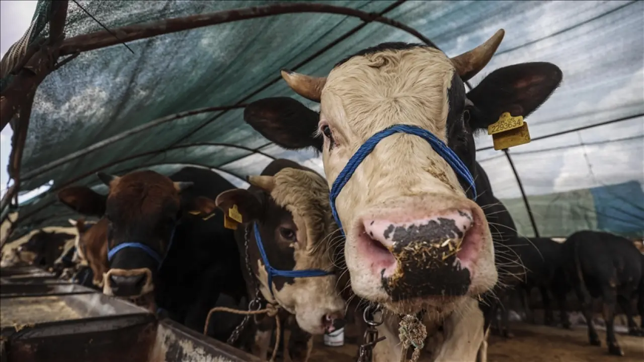 2025 Kurban Bayramı ne zaman başlıyor, tatil kaç gün sürecek? İşte Resmi Takvim ve Tatil Süresi Detayları 4