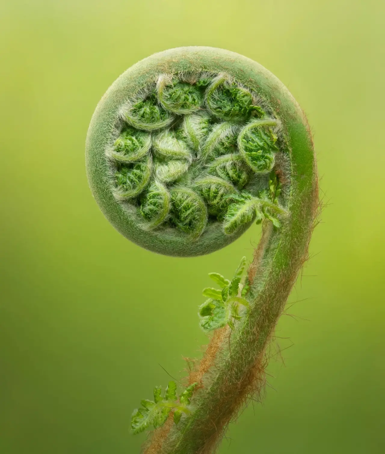 Ödüllü Makro Fotoğraflar: 2025 Britanya Vahşi Yaşam Fotoğrafçılığı 8