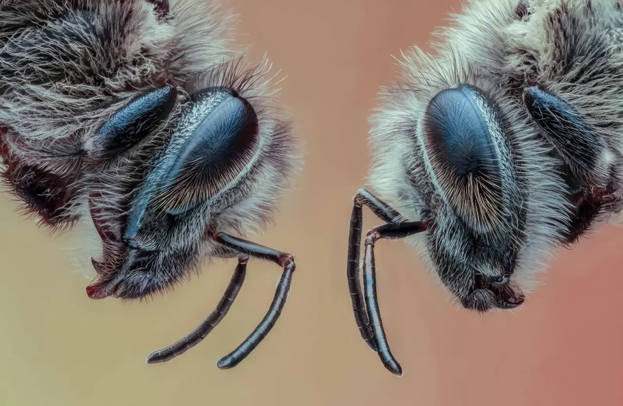 Ödüllü Makro Fotoğraflar: 2025 Britanya Vahşi Yaşam Fotoğrafçılığı 10
