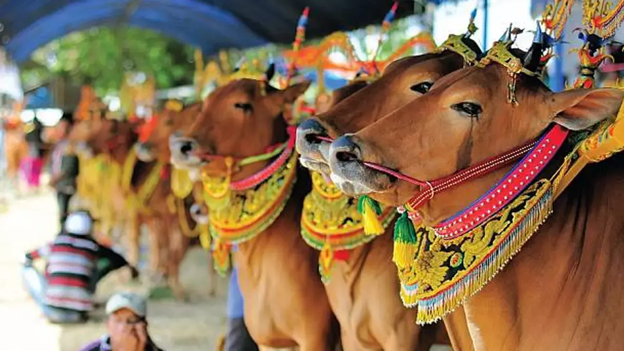 Hindistan'da Kaç Din Var? Reenkarnasyon Nedir? Müslüman Nüfusu Ne Kadar? Hindular Neden İneğe Tapıyor? 2