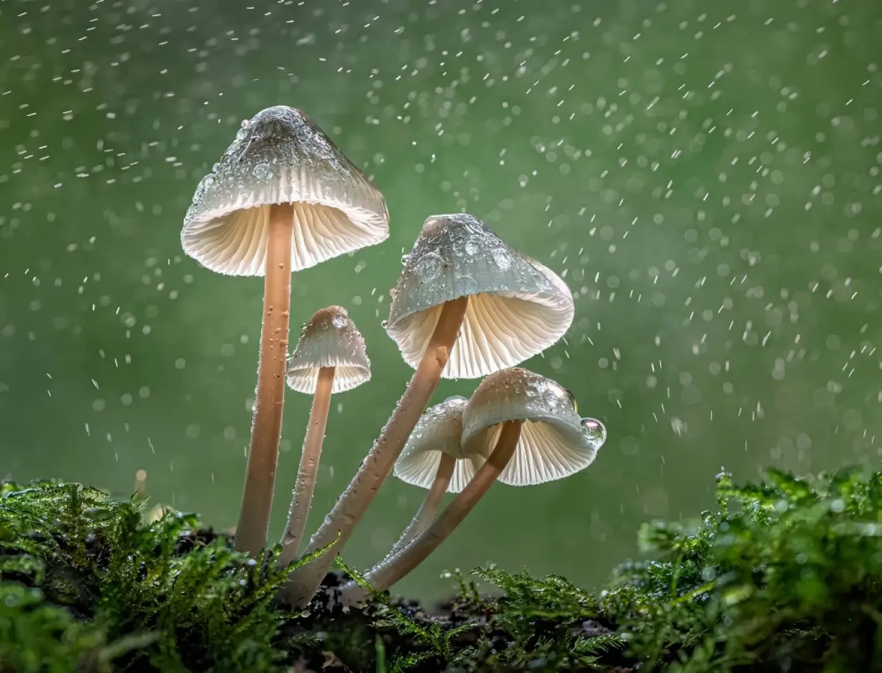 Ödüllü Makro Fotoğraflar: 2025 Britanya Vahşi Yaşam Fotoğrafçılığı 15