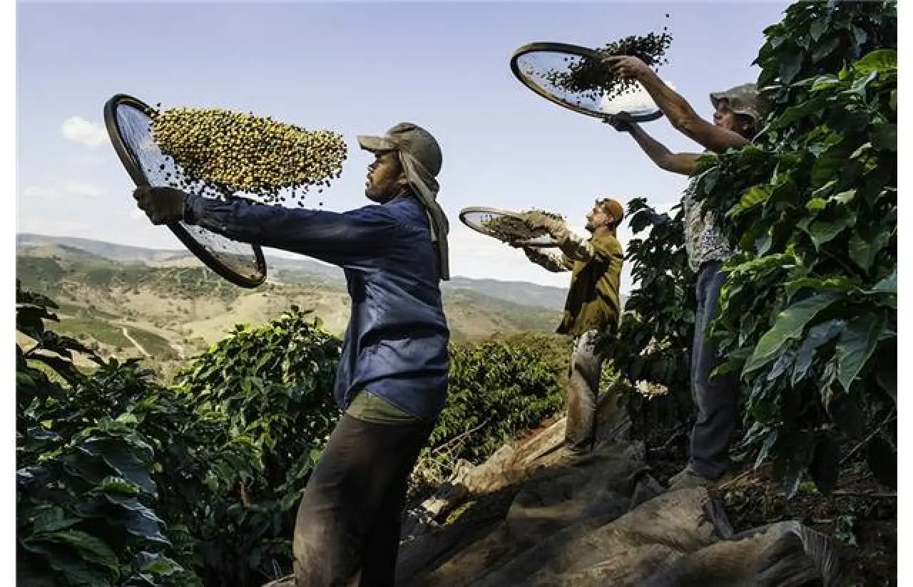 12 Asırlık Lezzet Kahvenin Tarihi: Osmanlı'ya Nereden Geldi, Dünyaya Nasıl Yayıldı? 5