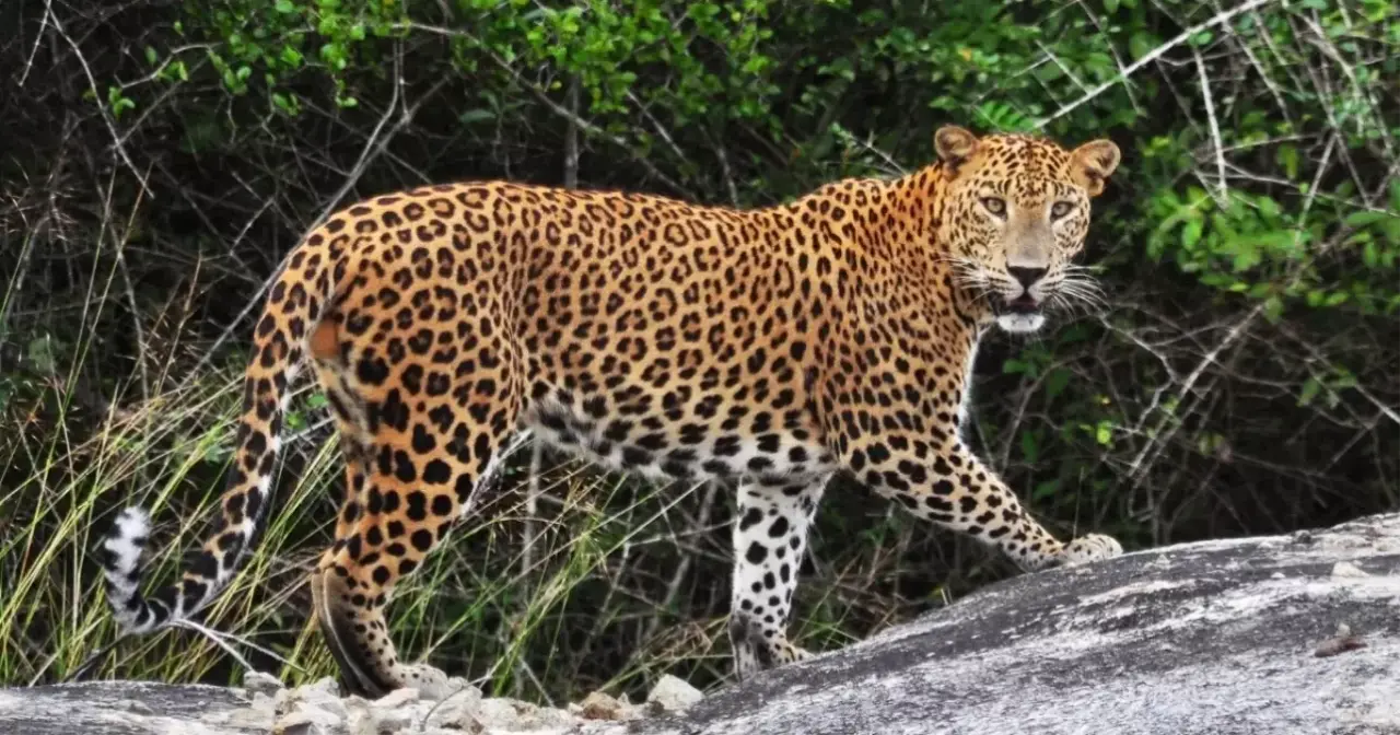 Anadolu Parsı Nedir: Nerelerde Görülür, Nesli Tükeniyor Mu? 2