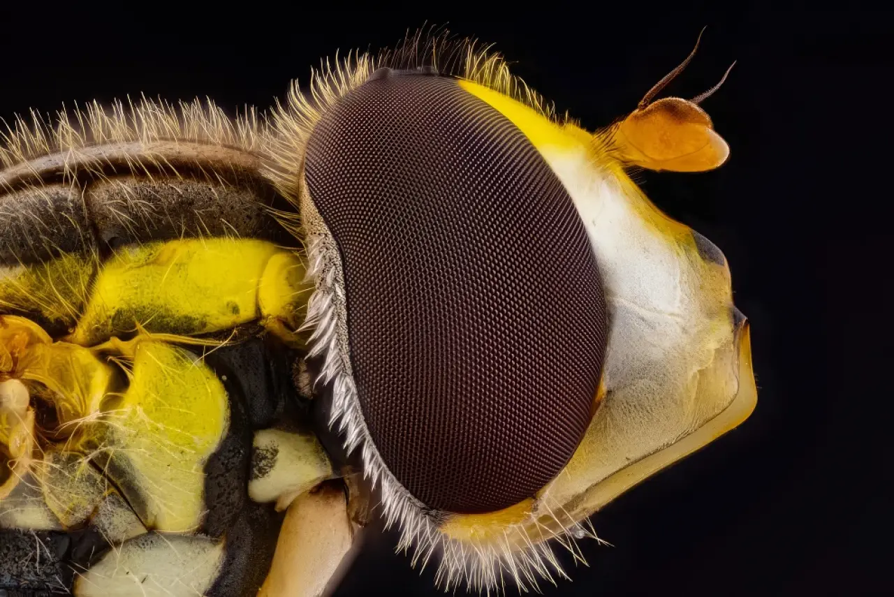 Ödüllü Makro Fotoğraflar: 2025 Britanya Vahşi Yaşam Fotoğrafçılığı 3