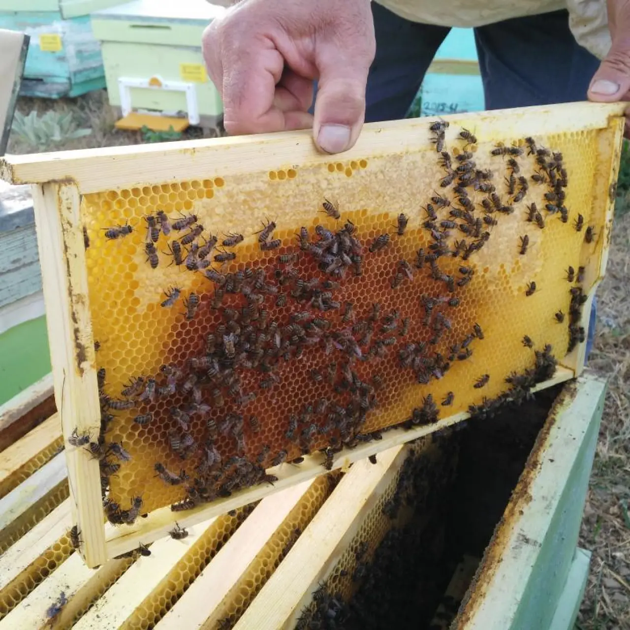 Bal Üreticileri Erzincan’da Sezonu Açıyor 2