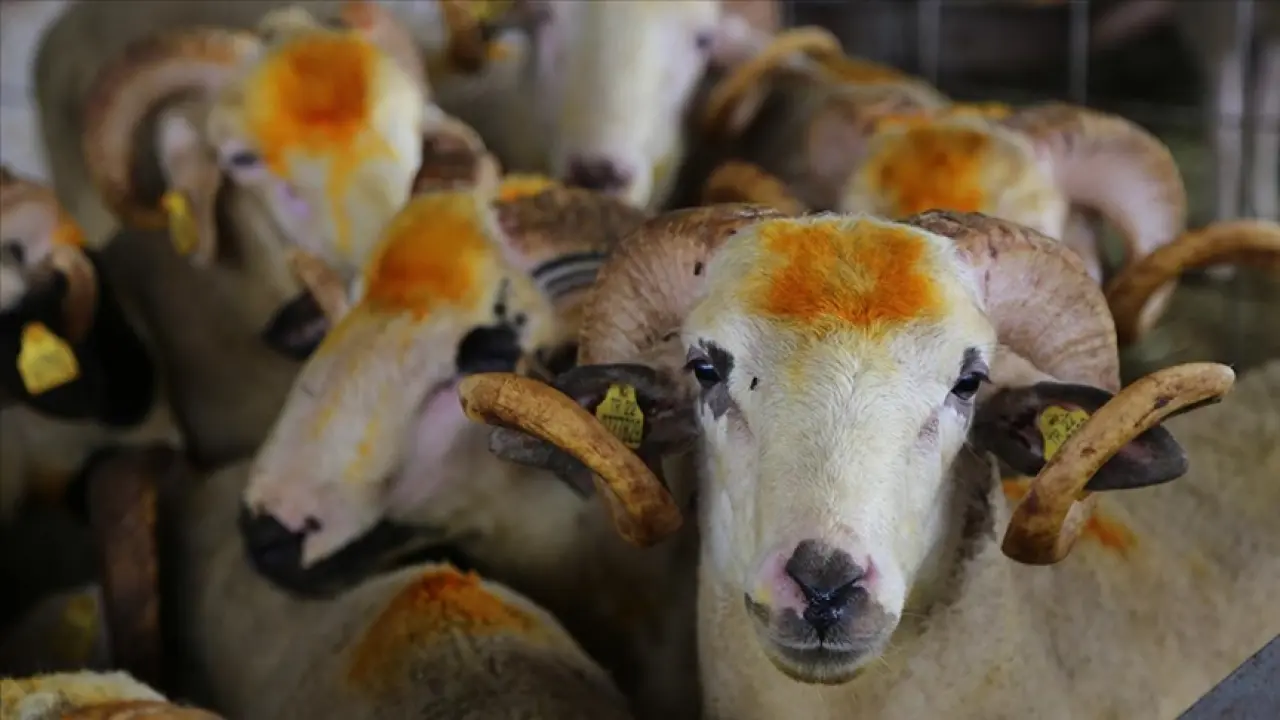 2025 Kurban Bayramı ne zaman başlıyor, tatil kaç gün sürecek? İşte Resmi Takvim ve Tatil Süresi Detayları 3