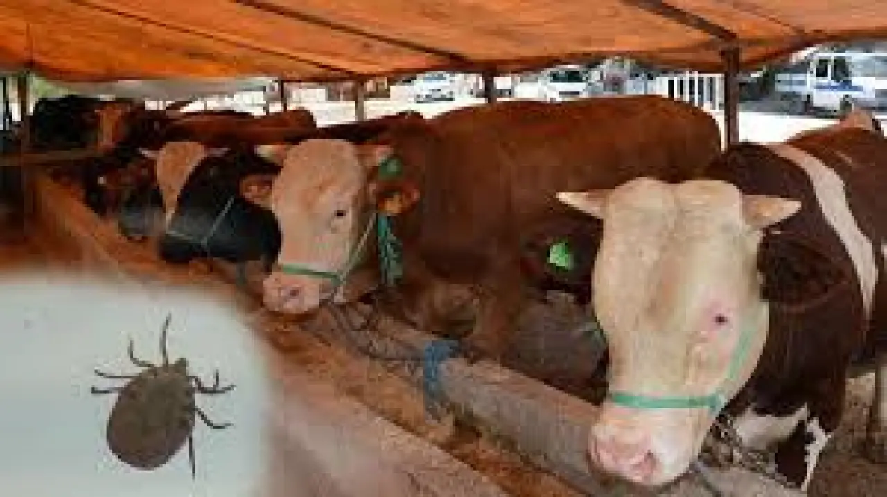 Kurban Bayramı öncesi uyarı: Karadeniz’de kene vakaları patladı! 1