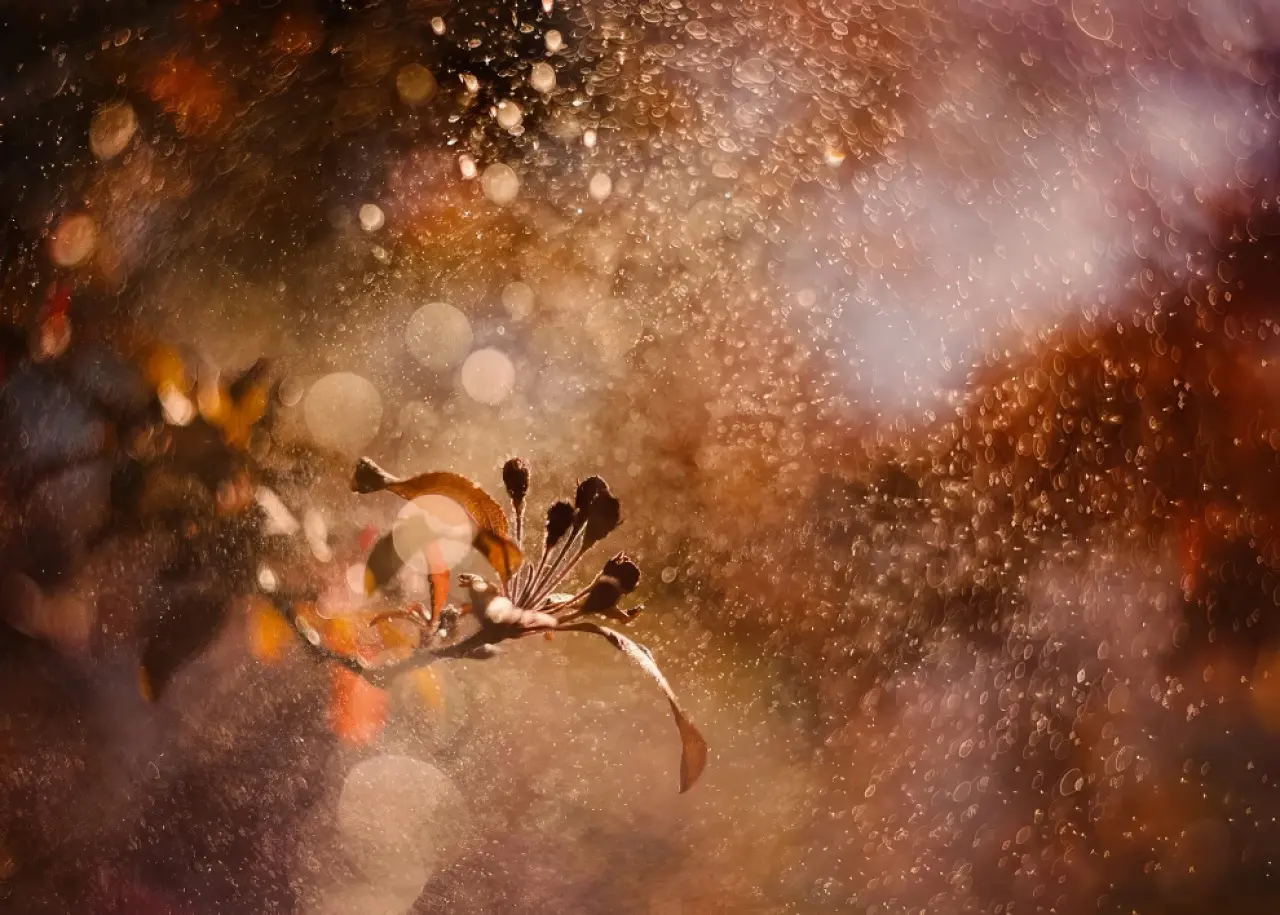 Ödüllü Makro Fotoğraflar: 2025 Britanya Vahşi Yaşam Fotoğrafçılığı 16