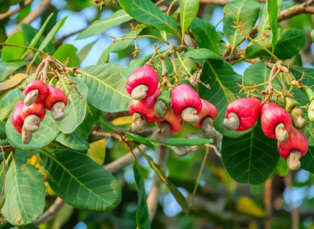 Sağlık mucizesi mi kalori bombası mı? 2