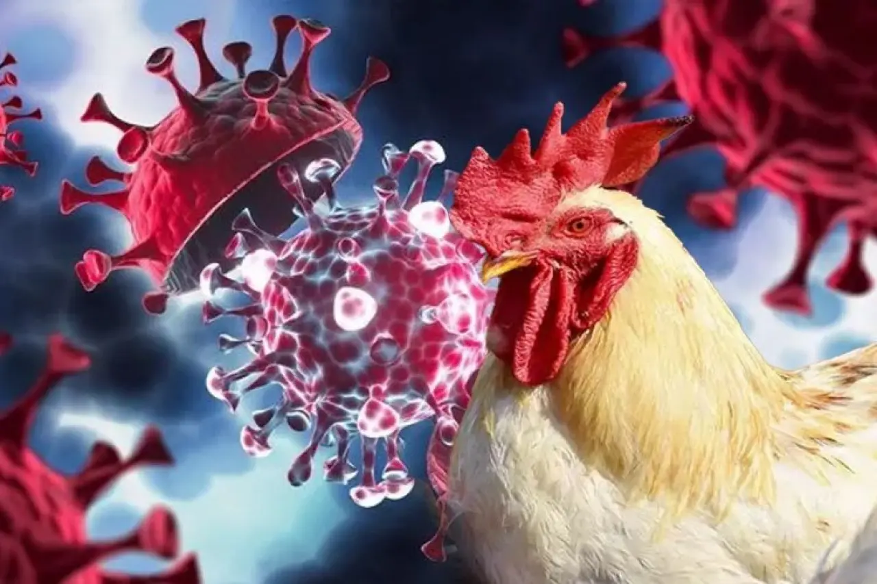 Kuş Gribi (H5N1) Kabusu Geri Mi Dönüyor? Uzmanlar 2025 İçin Uyarıyor! 1