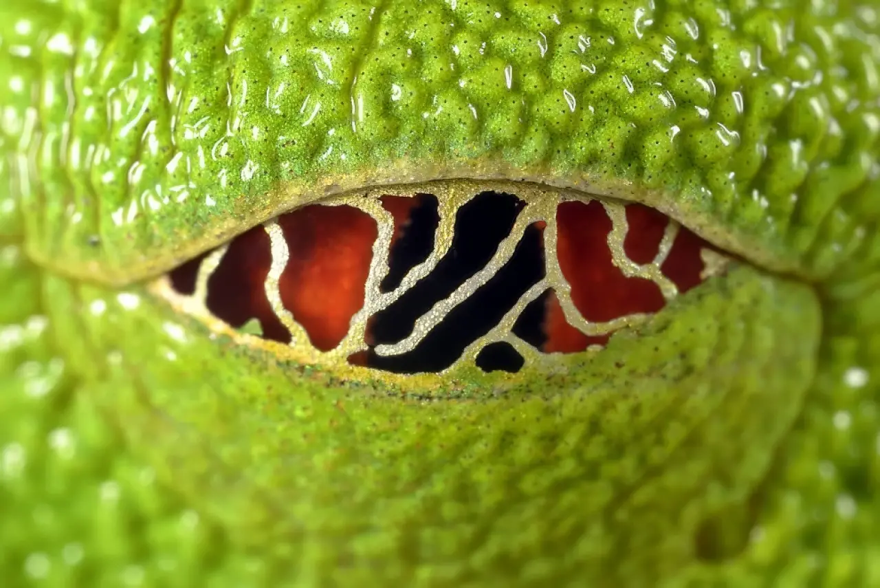 Ödüllü Makro Fotoğraflar: 2025 Britanya Vahşi Yaşam Fotoğrafçılığı 7