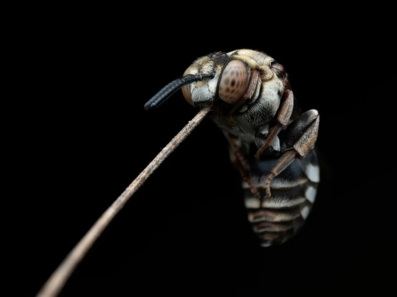 Ödüllü Makro Fotoğraflar: 2025 Britanya Vahşi Yaşam Fotoğrafçılığı 5