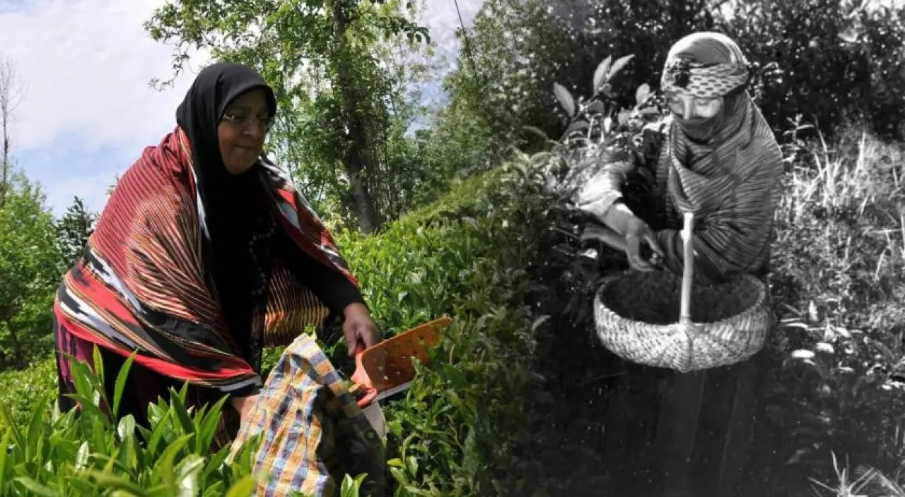 Çayın Sıcak Tarihi: 5000 Yıllık Serüven 4