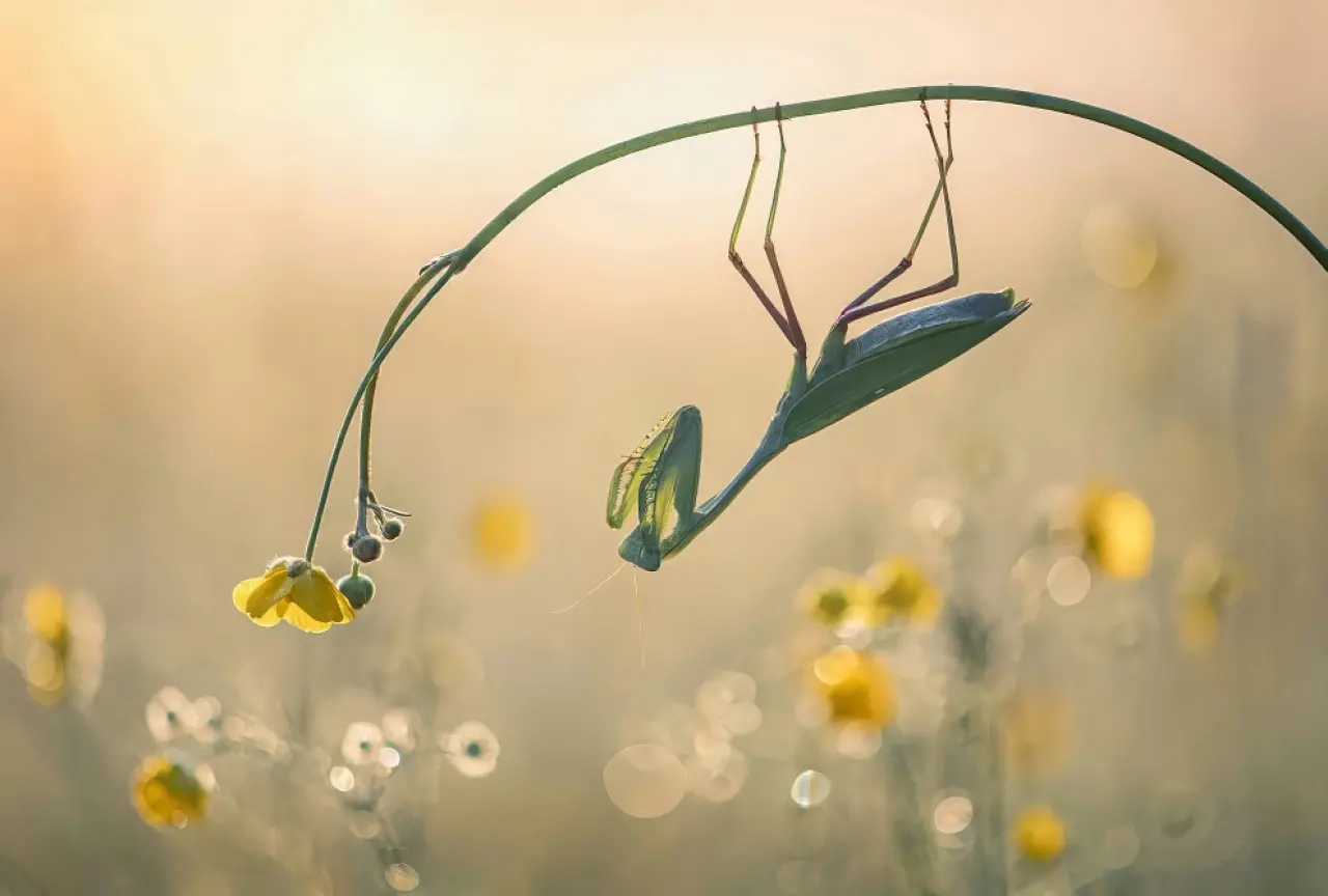 Ödüllü Makro Fotoğraflar: 2025 Britanya Vahşi Yaşam Fotoğrafçılığı 14