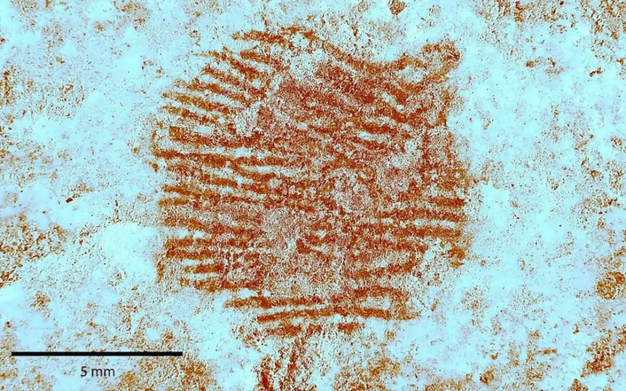 43 bin yıllık parmak izi! Sanat Tarihi sarsıldı 1