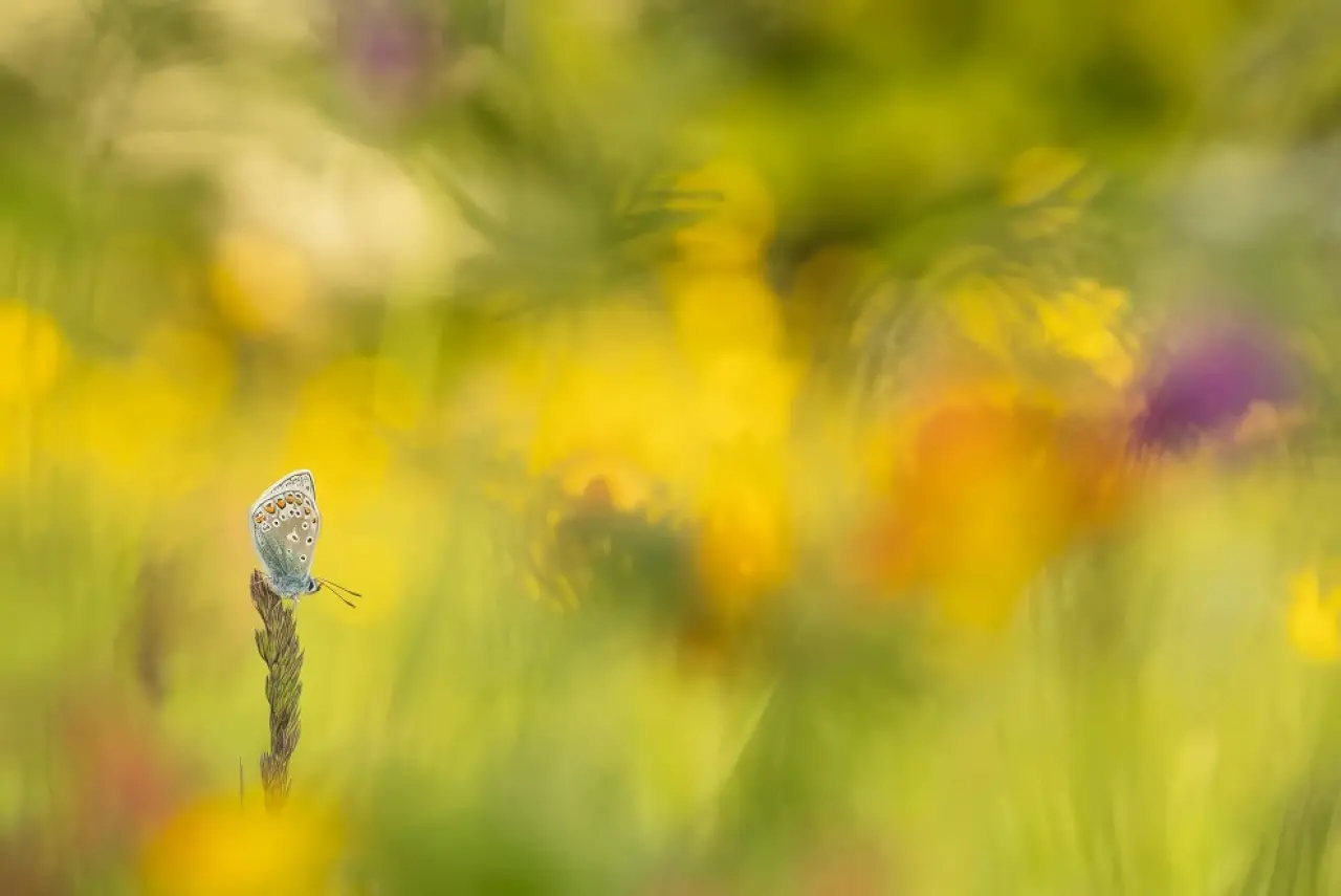 Ödüllü Makro Fotoğraflar: 2025 Britanya Vahşi Yaşam Fotoğrafçılığı 9