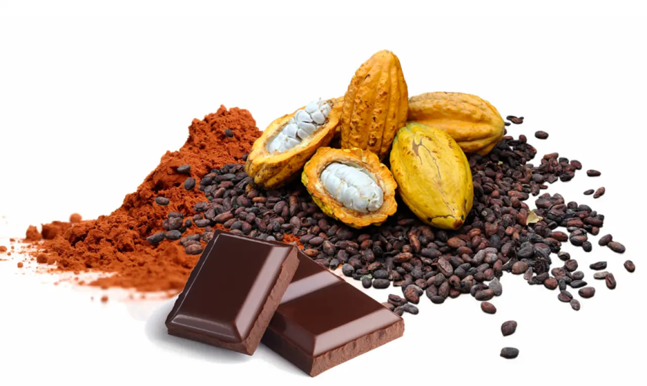 Bir Çekirdeğin 3000 Yıllık Hikayesi 1