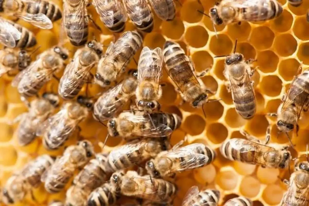 Bal Üreticileri Erzincan’da Sezonu Açıyor 3