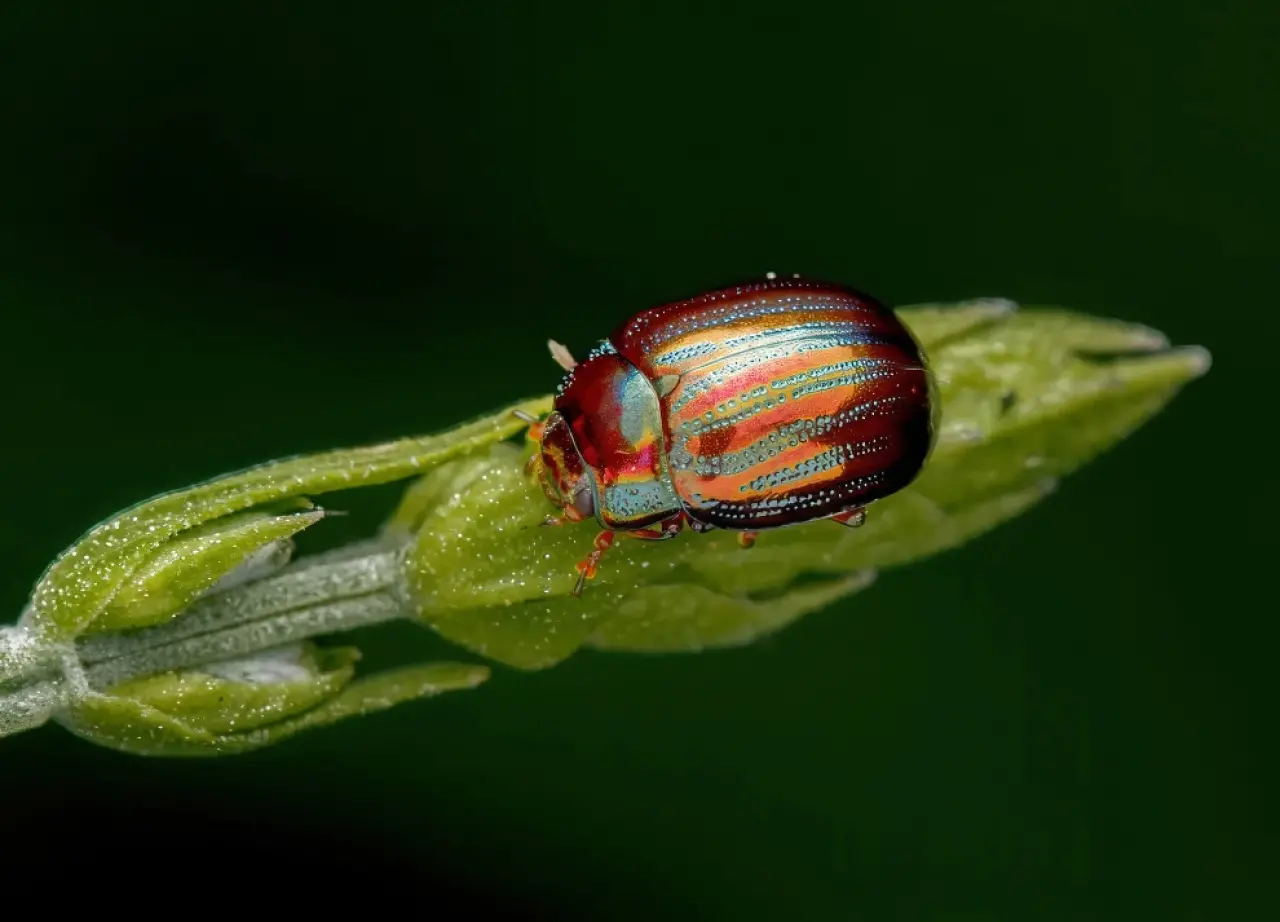 Ödüllü Makro Fotoğraflar: 2025 Britanya Vahşi Yaşam Fotoğrafçılığı 2