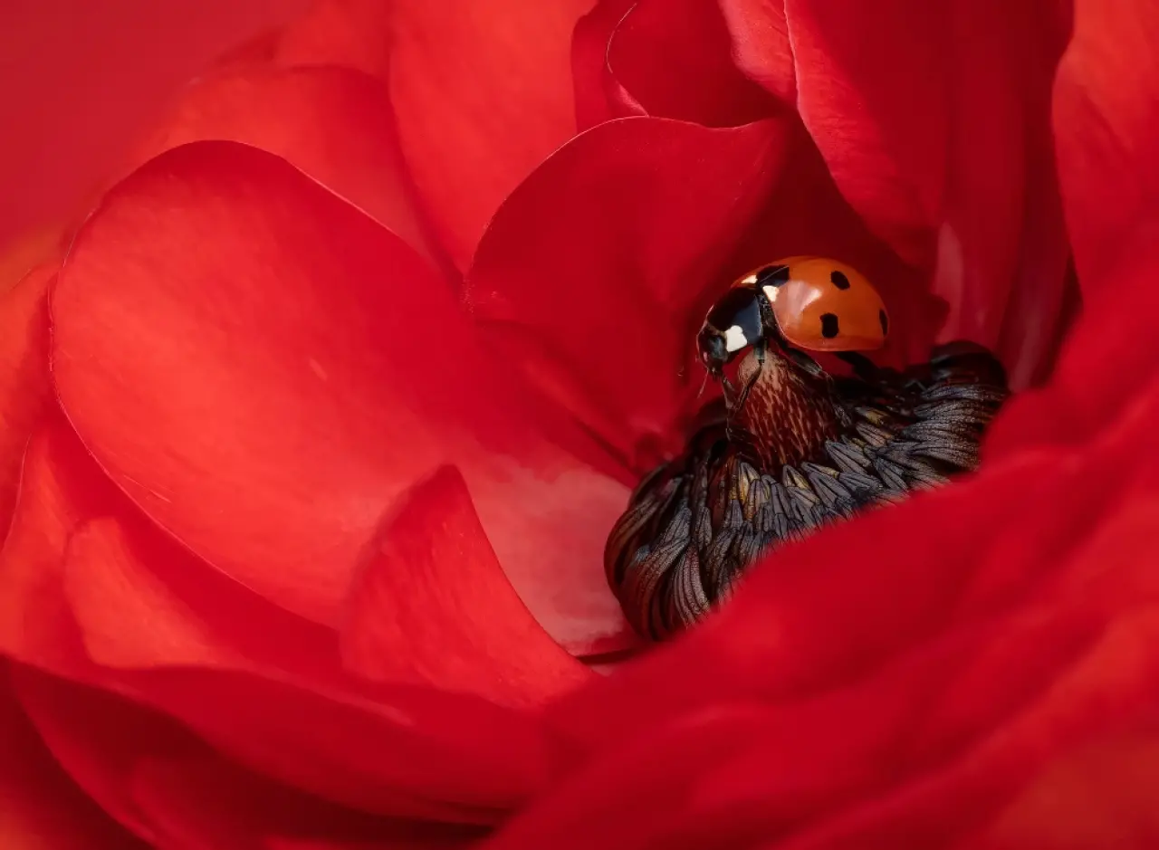 Ödüllü Makro Fotoğraflar: 2025 Britanya Vahşi Yaşam Fotoğrafçılığı 12