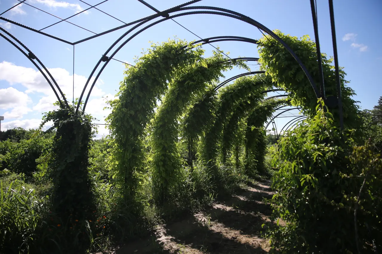 Edirne’de Doğa ve Sanatın Buluştuğu Yeni Mekân: “Koku Tüneli” Büyülüyor 2