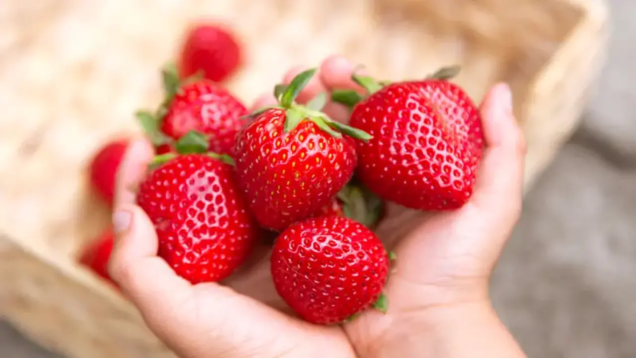 Çileğin Karaciğer ve diyabete karşı gizli gücü 2