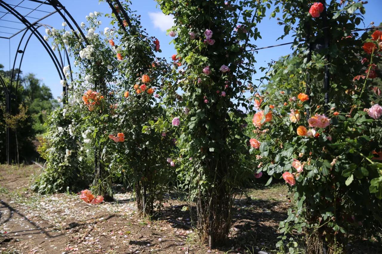 Edirne’de Doğa ve Sanatın Buluştuğu Yeni Mekân: “Koku Tüneli” Büyülüyor 1