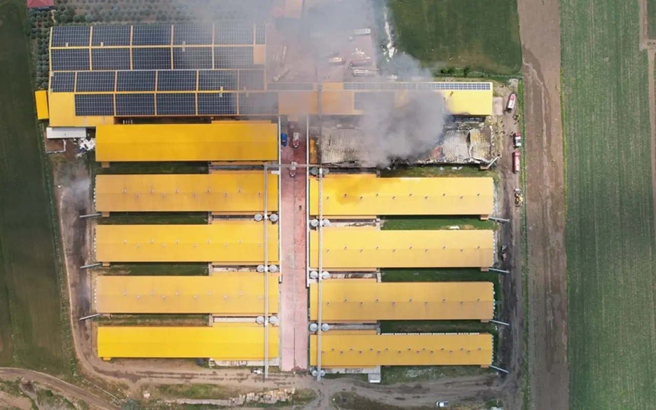 140 binden fazla tavuk etkilendi: Ankara’da yumurta tesisinde felaket 1