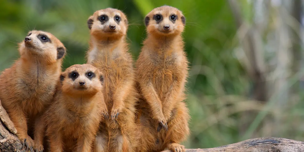 Ayı Selam Verdi, Kanguru Poz Verdi: Ormanda Gizlice Kurulan Kameralar Film Sahnesini Aratmadı! 13
