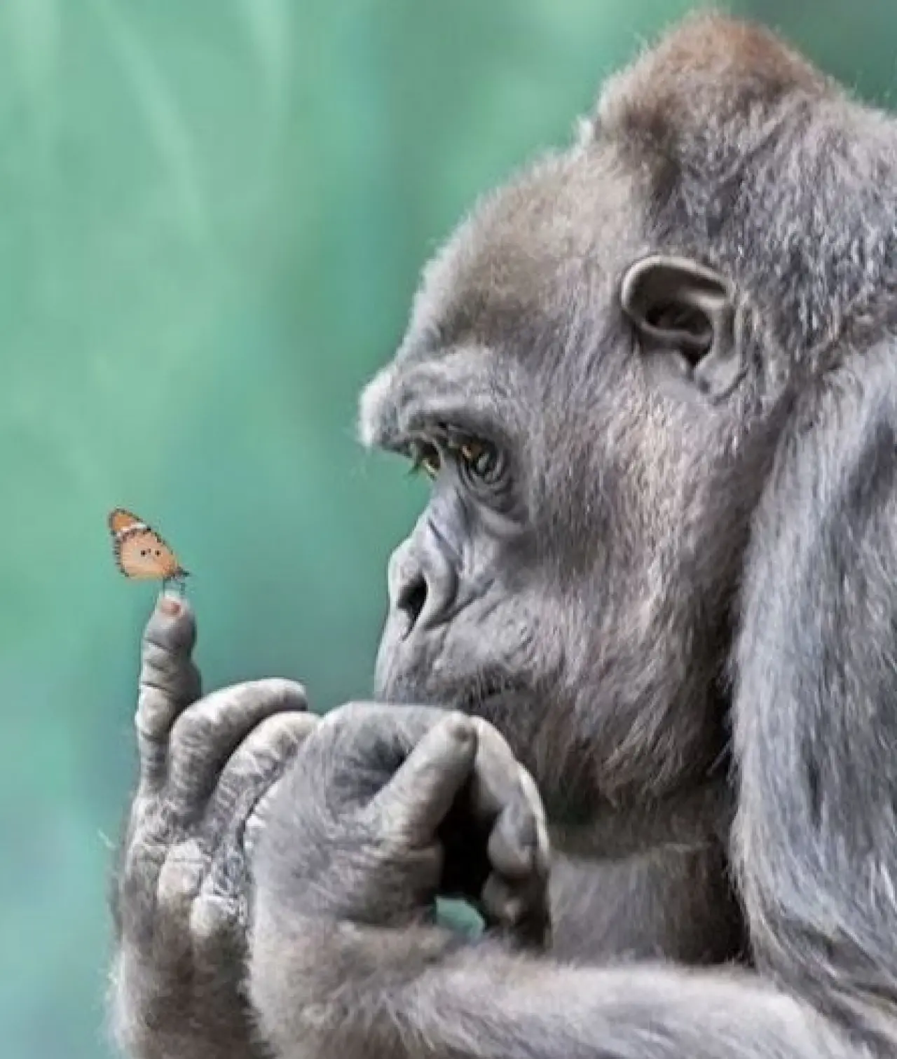 Bir Hayvan Bu Kadar mı İnsan Gibi Davranır? Gülümseten Kareler Burada 5