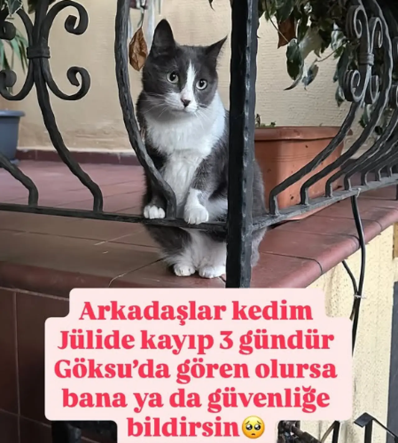 Melek Mosso’dan duygusal çağrı: Kaybolan kedisi Jülide için yardım istedi 2
