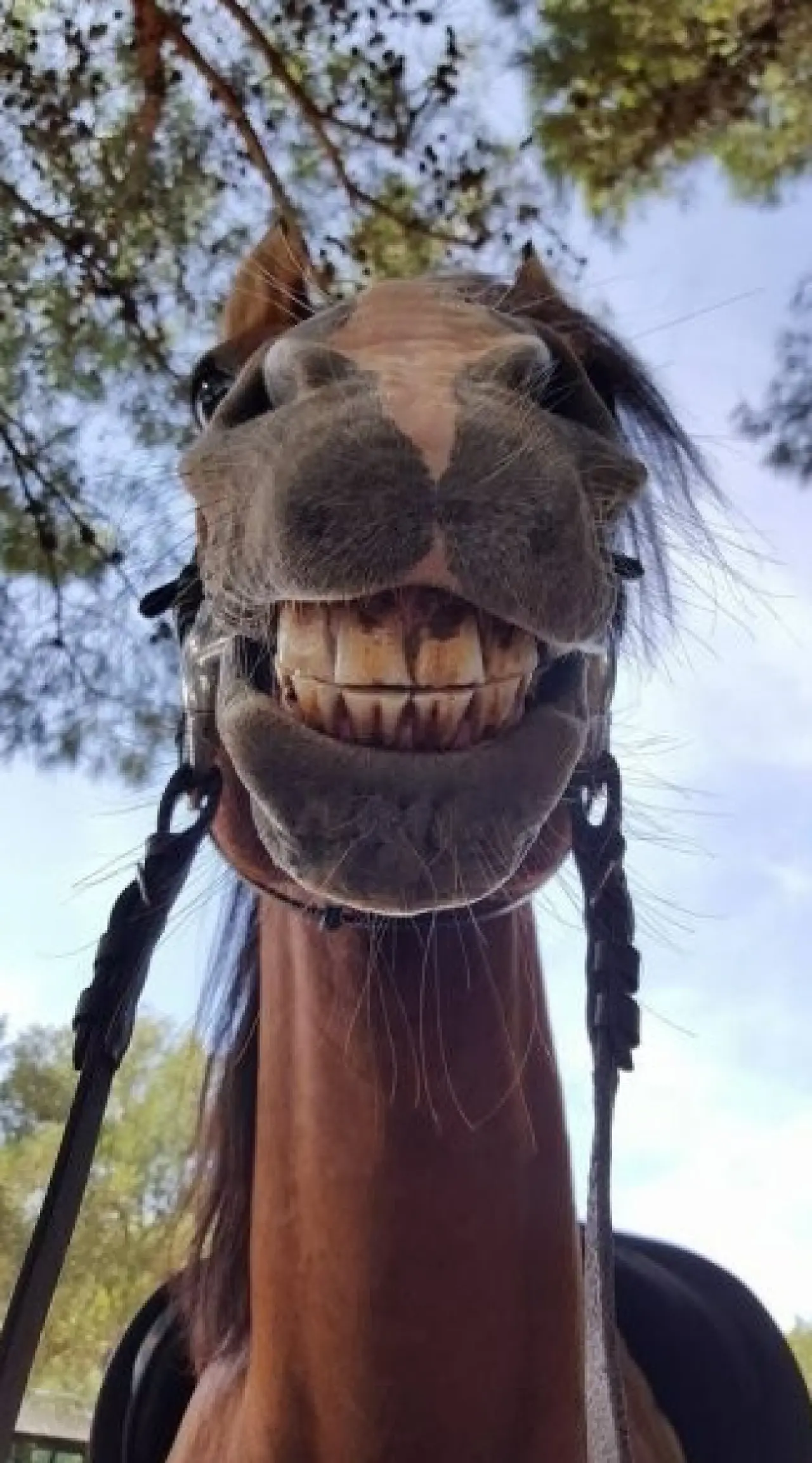 Bir Hayvan Bu Kadar mı İnsan Gibi Davranır? Gülümseten Kareler Burada 20