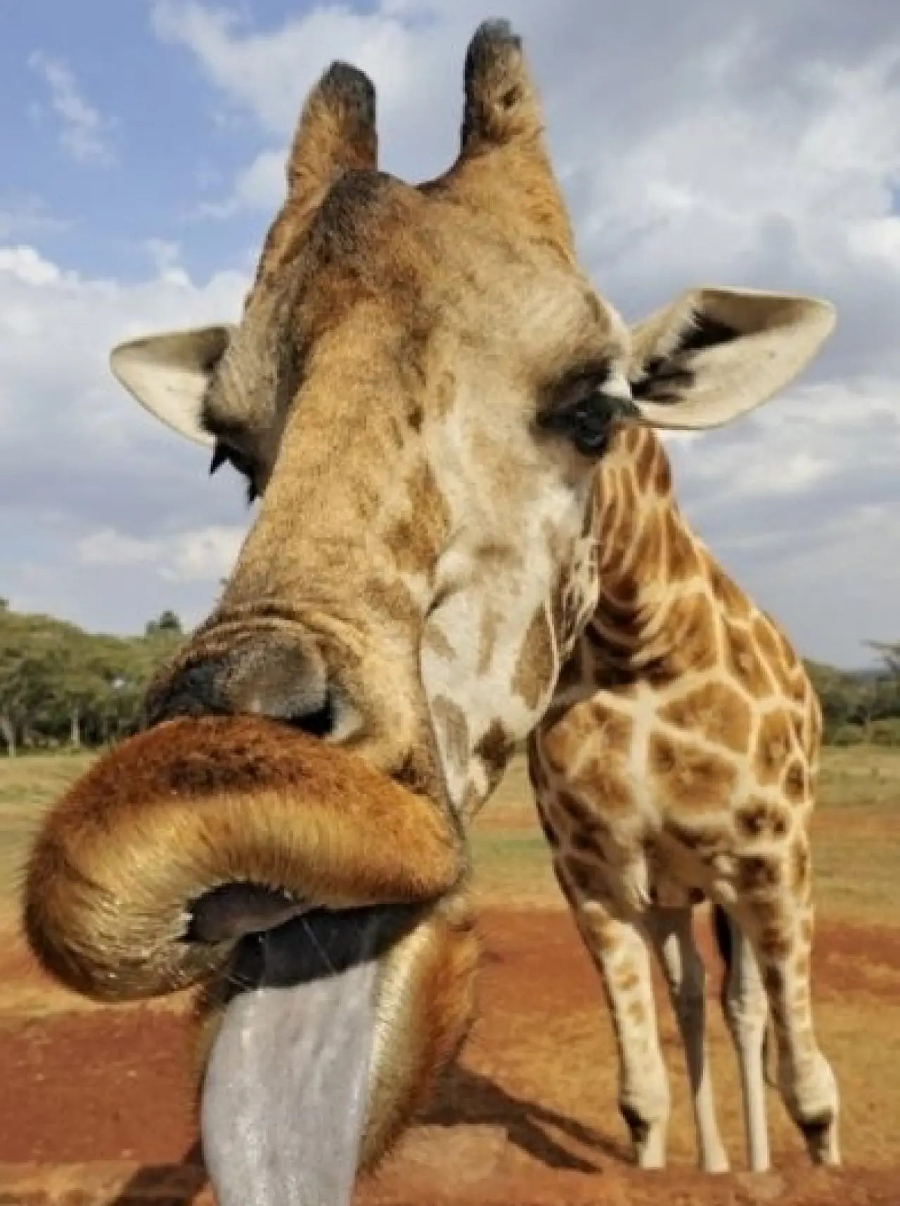 Bir Hayvan Bu Kadar mı İnsan Gibi Davranır? Gülümseten Kareler Burada 23