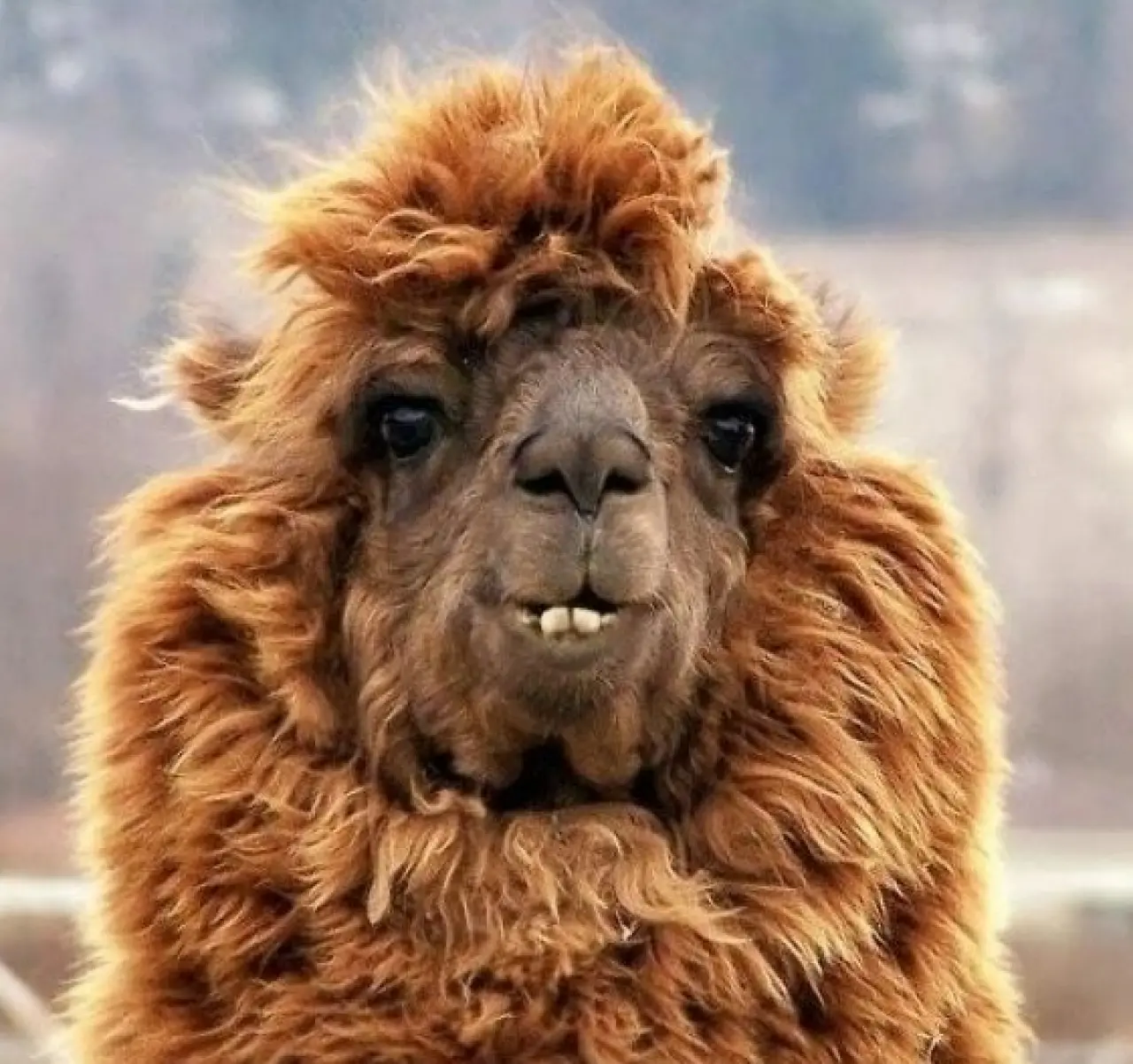 Bir Hayvan Bu Kadar mı İnsan Gibi Davranır? Gülümseten Kareler Burada 7