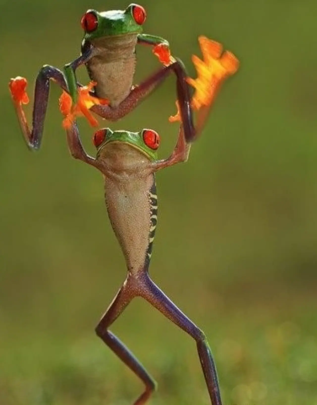 Bir Hayvan Bu Kadar mı İnsan Gibi Davranır? Gülümseten Kareler Burada 8