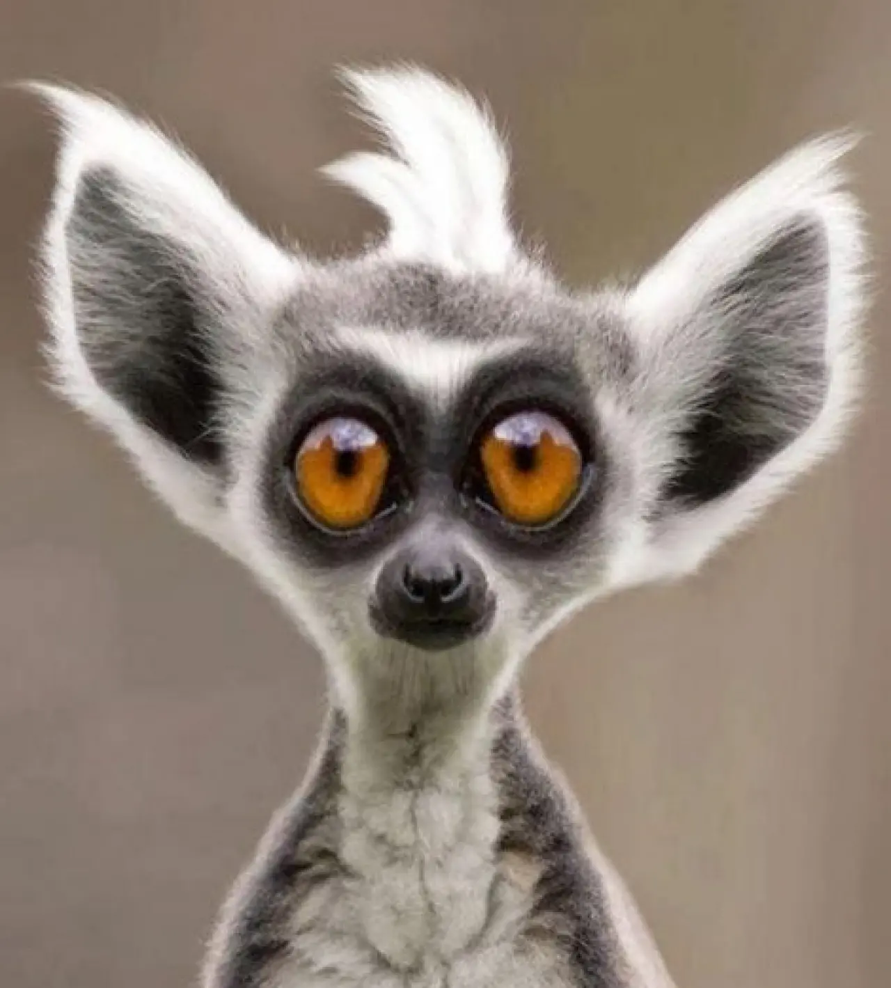 Bir Hayvan Bu Kadar mı İnsan Gibi Davranır? Gülümseten Kareler Burada 22