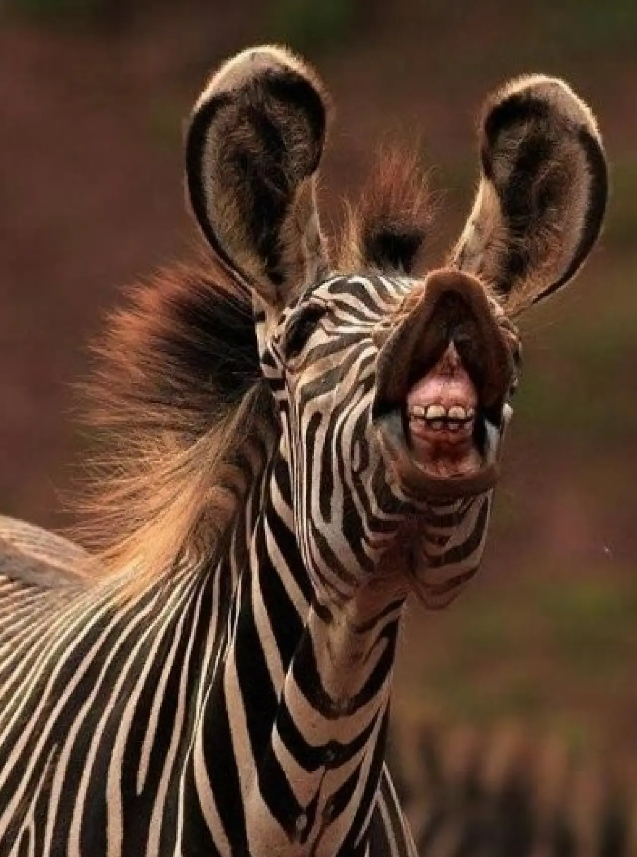 Bir Hayvan Bu Kadar mı İnsan Gibi Davranır? Gülümseten Kareler Burada 19