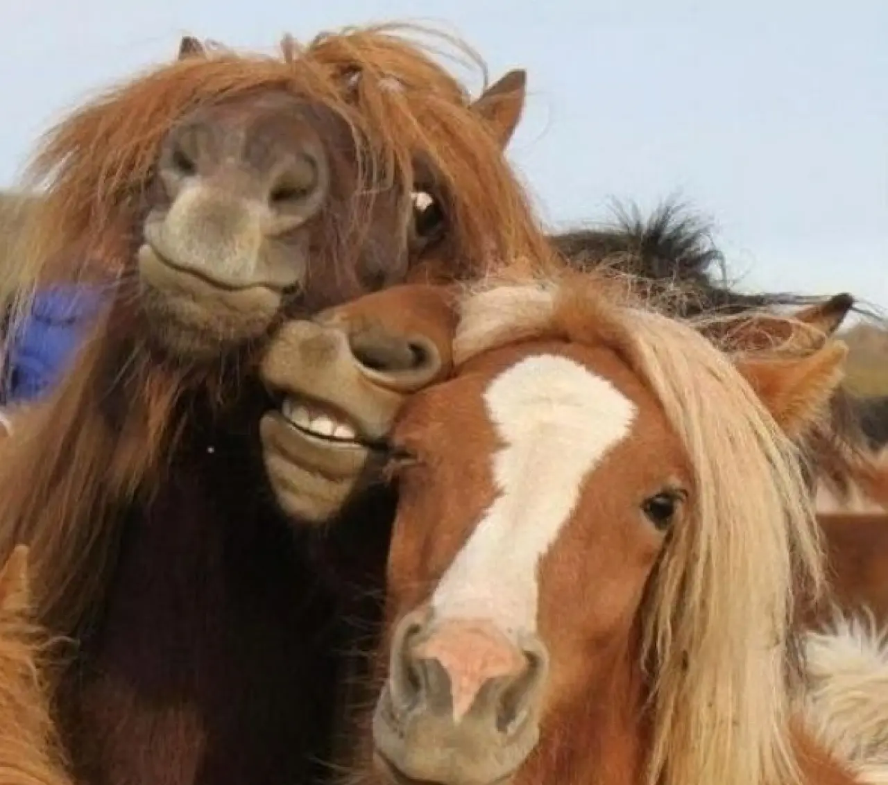 Bir Hayvan Bu Kadar mı İnsan Gibi Davranır? Gülümseten Kareler Burada 1